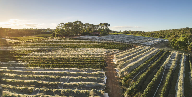 Moss Wood vineyard