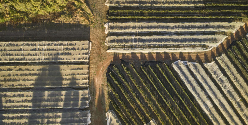 Moss Wood Cab Sav Vintage Aerial view of Moss Wood vineyard