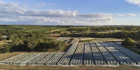 Moss Wood vineyard