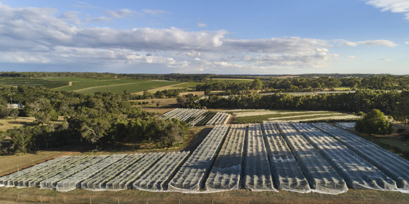 Moss Wood vineyard