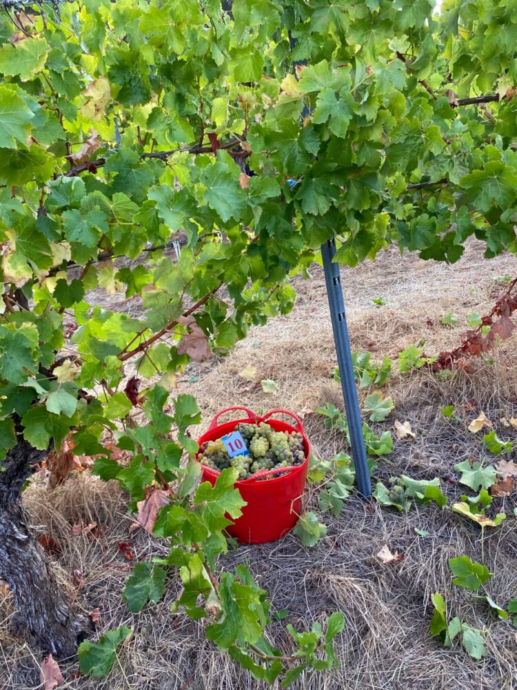 A bucket full of grapes in Moss Wood winery