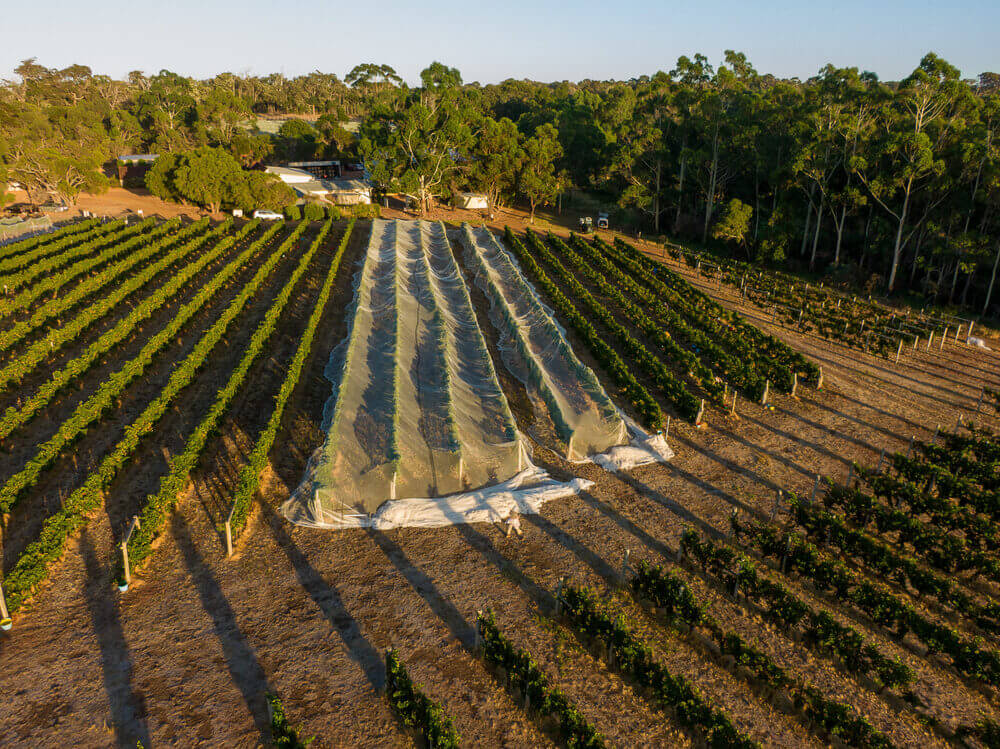 An aerial view of the vineyard in Moss Wood Winery
