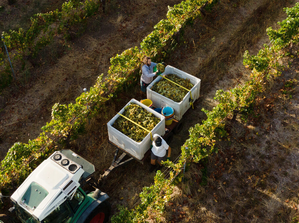An aerial view of grape picking at the vineyard of Moss Wood Winery