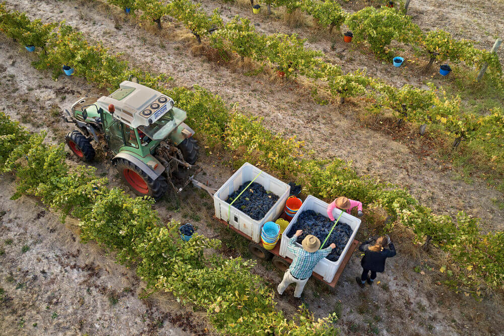 Working in a winery