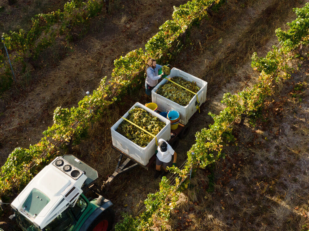 Domenico Paris (top) and Emilie Van Hool collecting buckets of handpicked Semillon