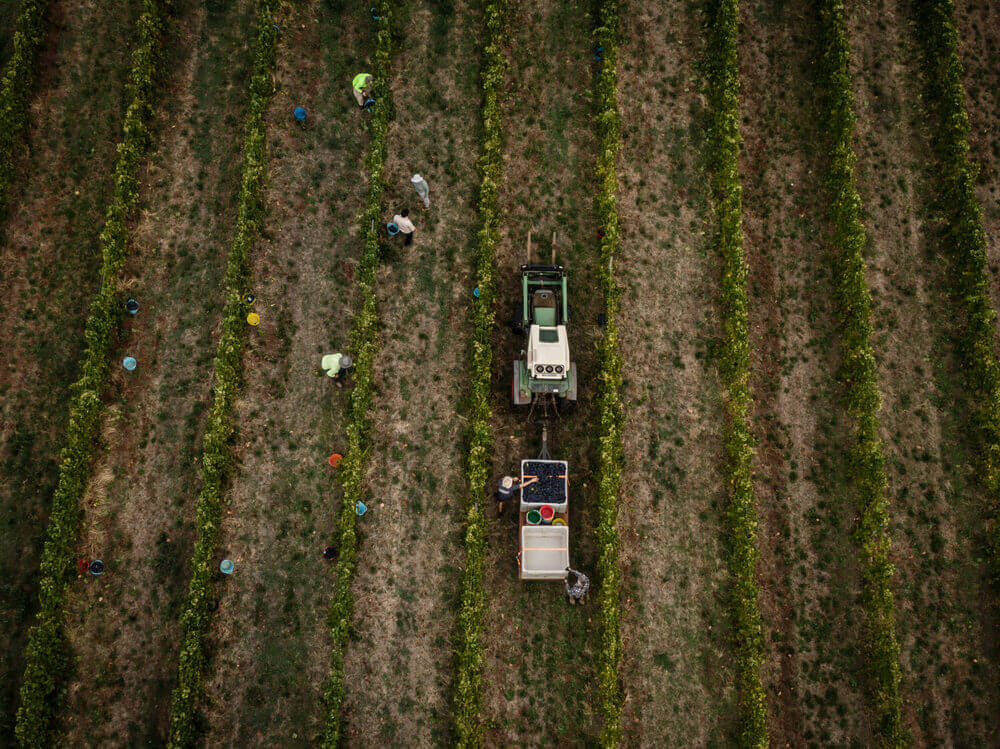 An aerial view of workers picking grapes in a vineyard at Moss Wood winery