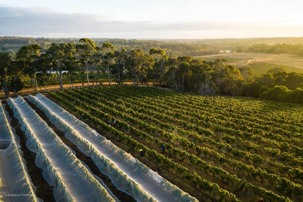 Aerial view of the vineyards of Moss Wood winery