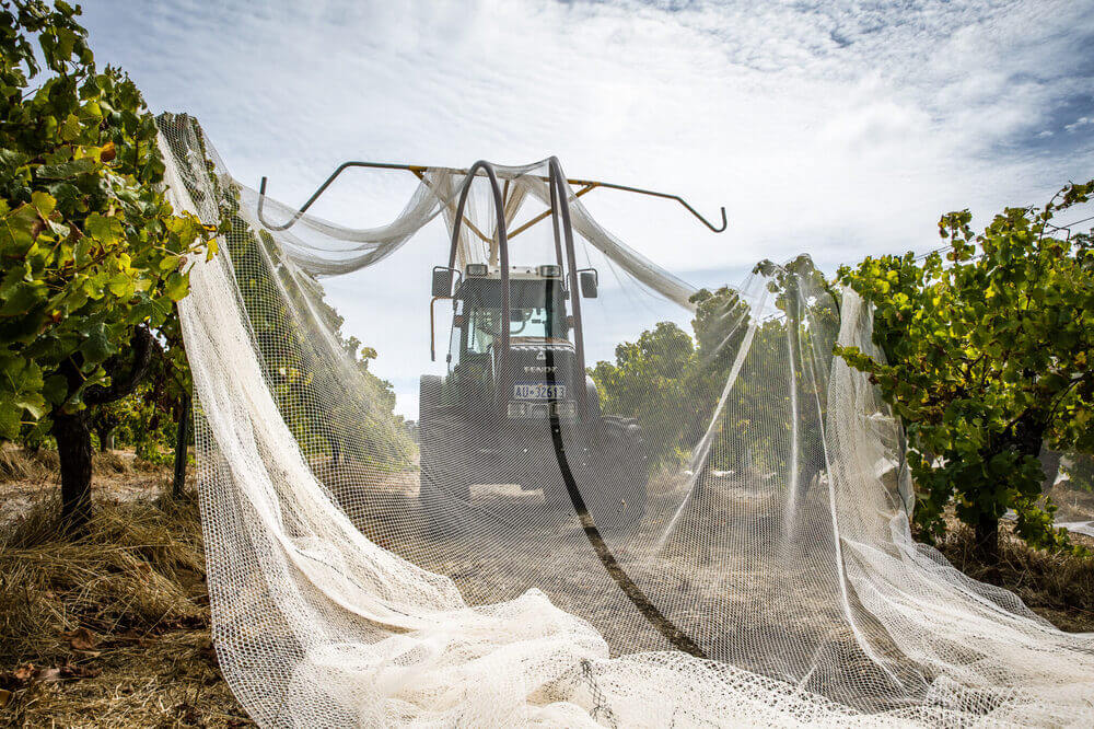 Machinery pulling up nets in a vineyard at Moss Wood winery