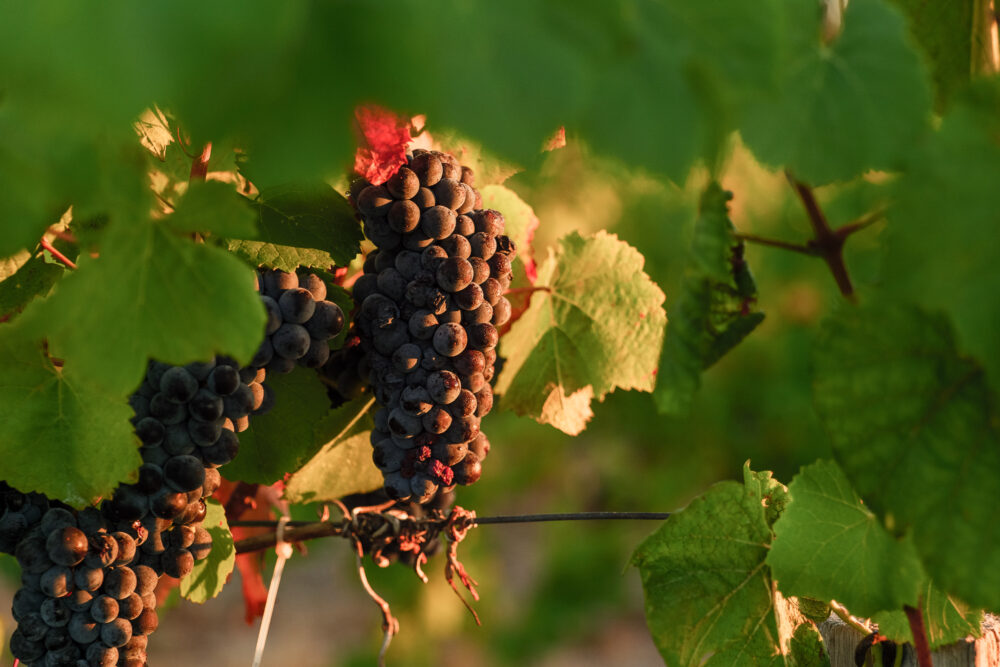 Moss Wood Pinot Noir Vintage