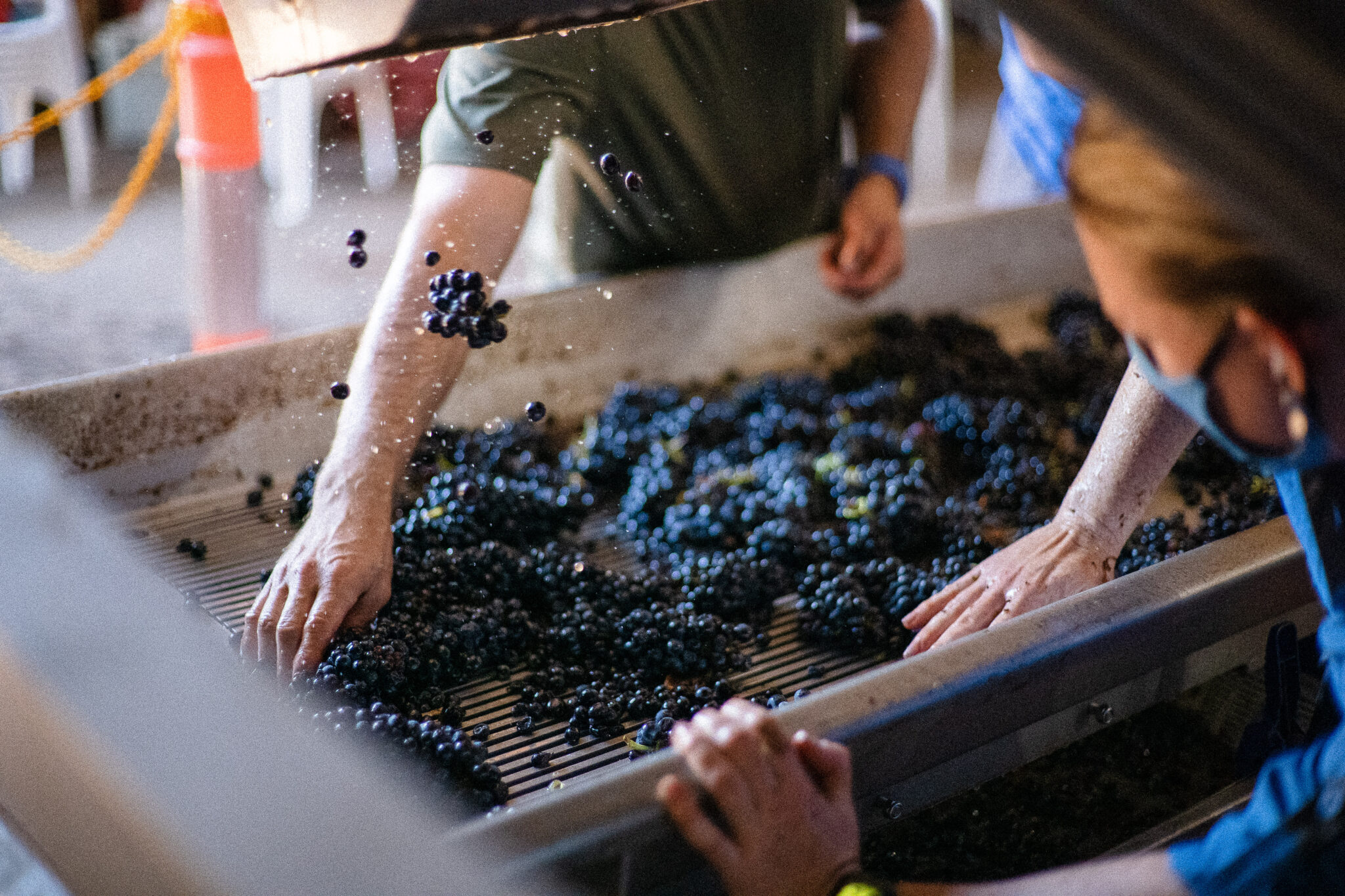 Grading pinot noir grapes for production.