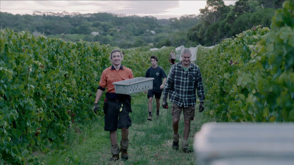 Moss Wood winery workers walking up a row in a vineyard