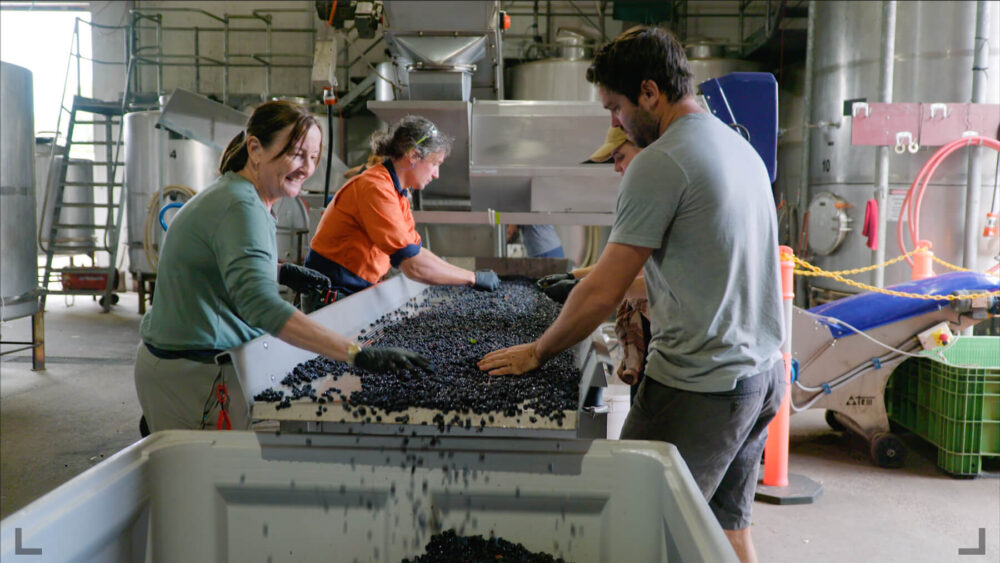 Moss Wood winery sorting grapes on a conveyer belt