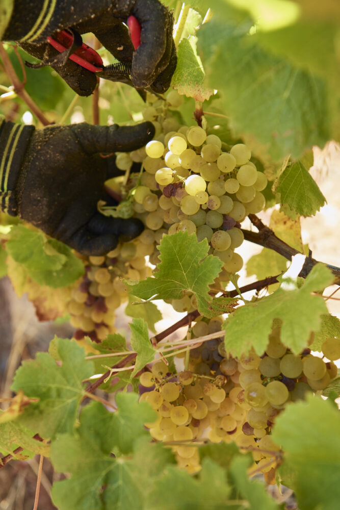 046_20240214_MOSS WOOD_Semillon Vintage 046_20240214_MOSS WOOD_Semillon Vintage