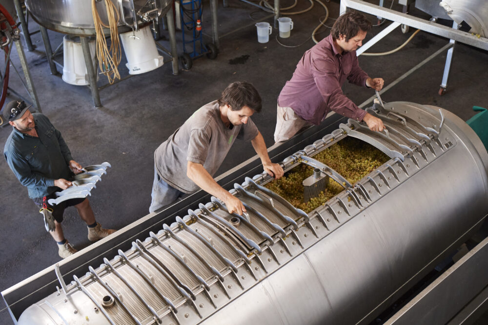 Moss Wood Semillon vintage in production Moss Wood Semillon vintage in production.