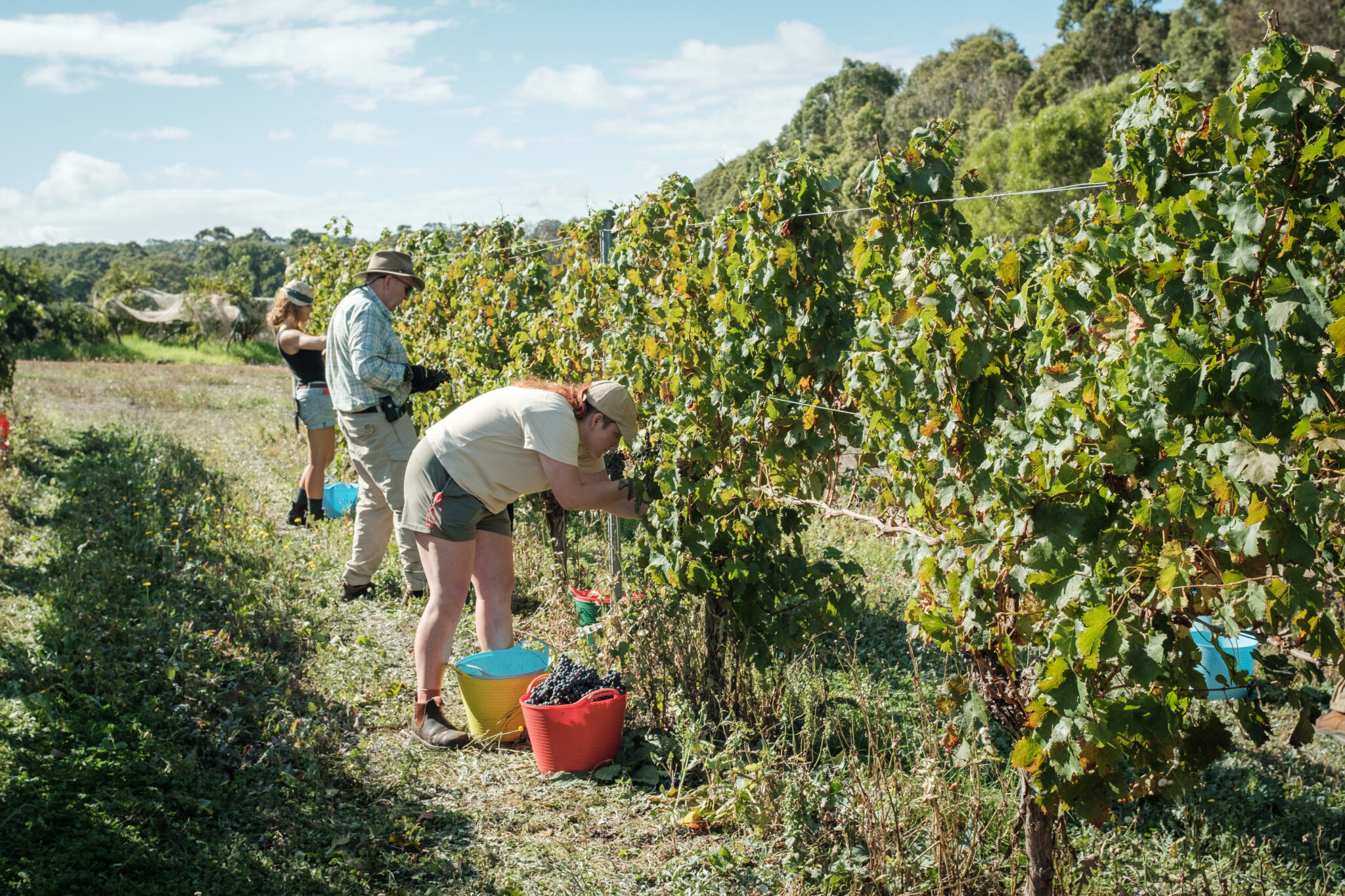 Picking grapes in the Moss Wood vineyard