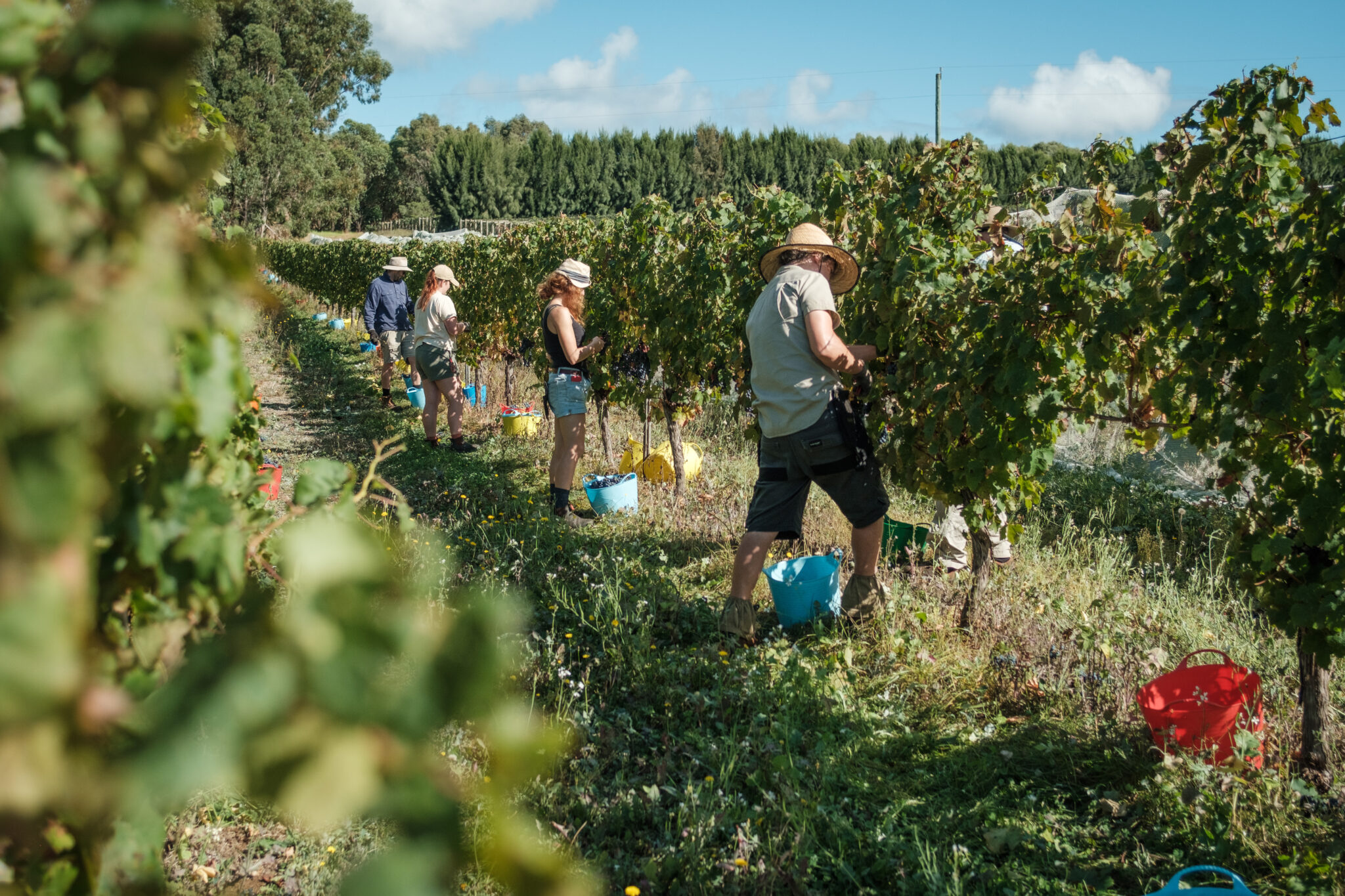 Workers in the Moss Wood vineyard