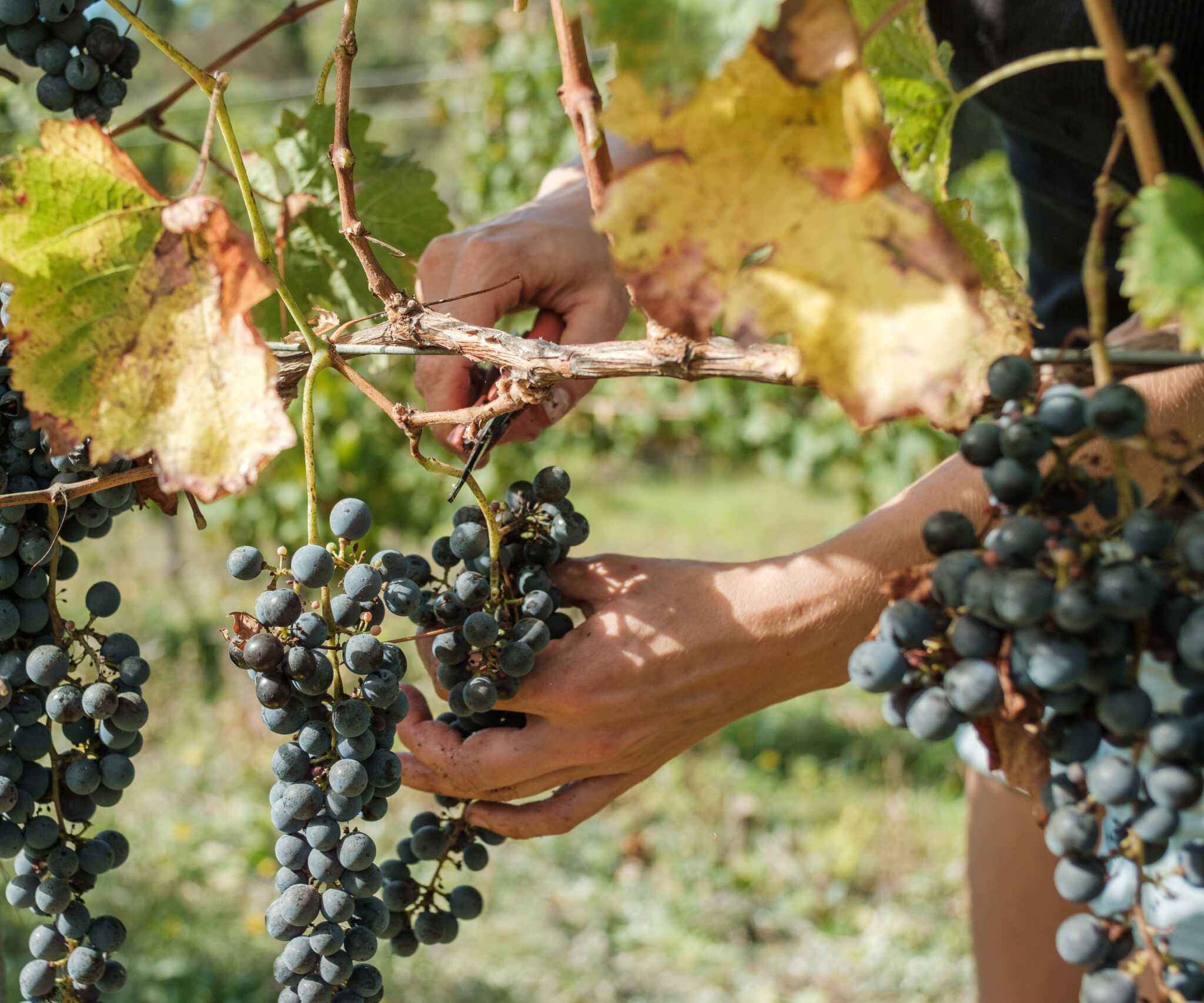 Vineyard workers picking grapes at Moss Wood