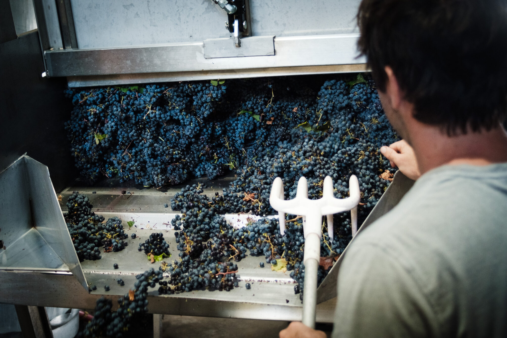 Making malbec wine