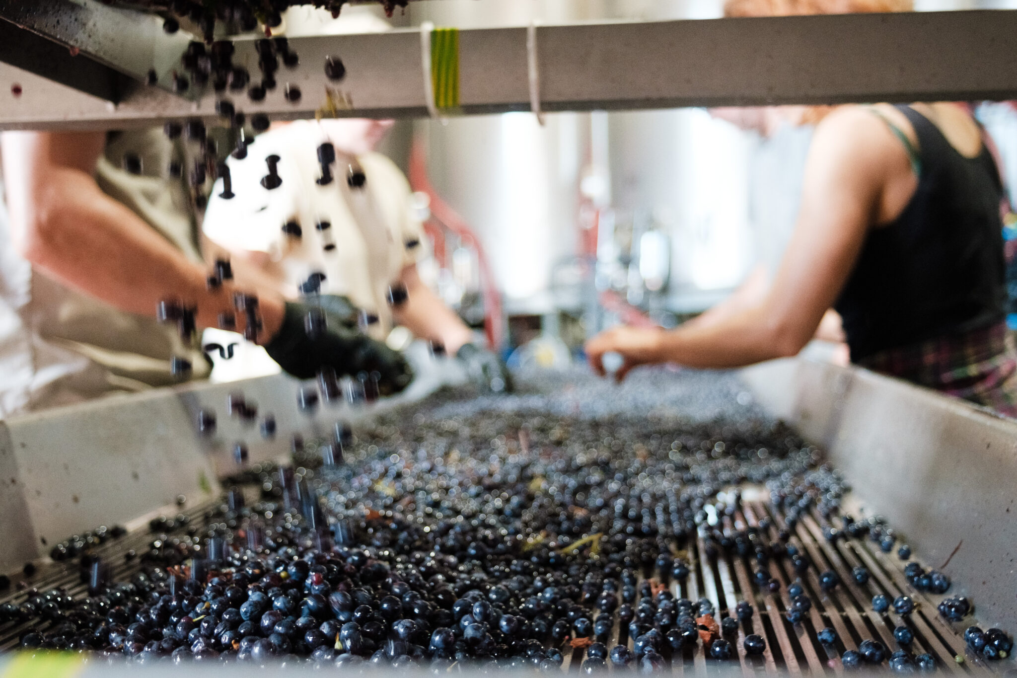 Sorting grapes before making wine