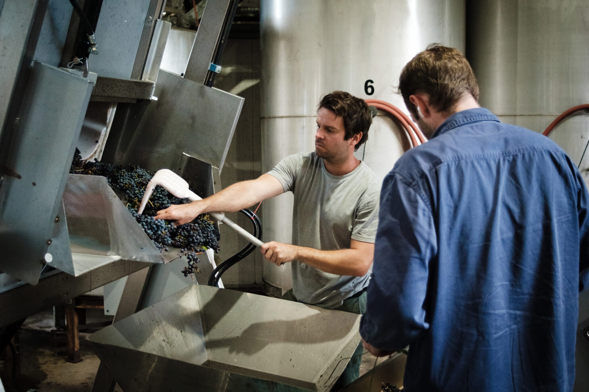 Loading grapes to make wine