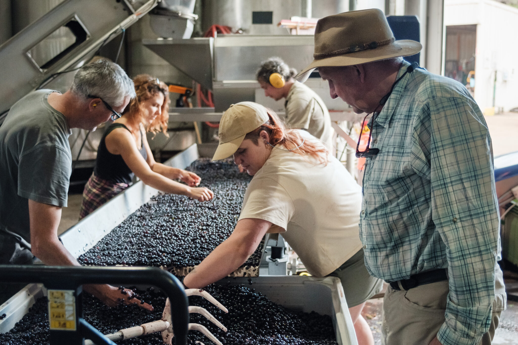 Workers sorting grapes
