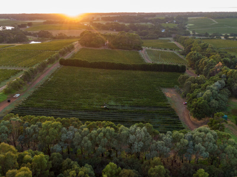 Moss Wood vineyard at sunset