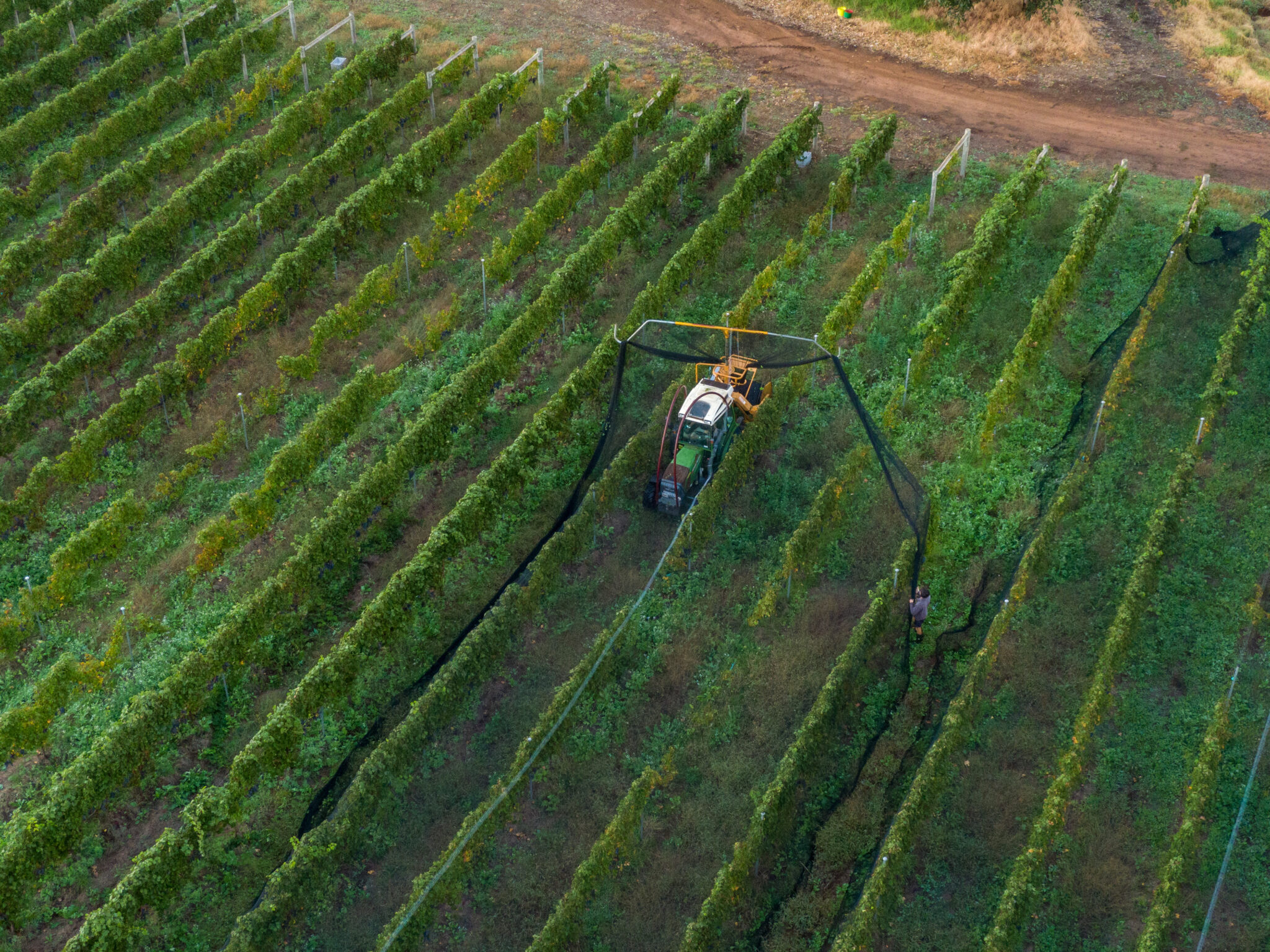 Laying nets over the vines in Moss Wood vineyard