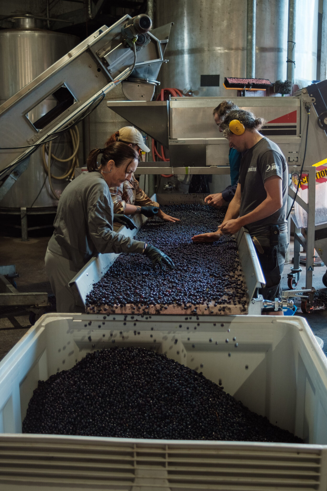 Sorting the grapes before making wine