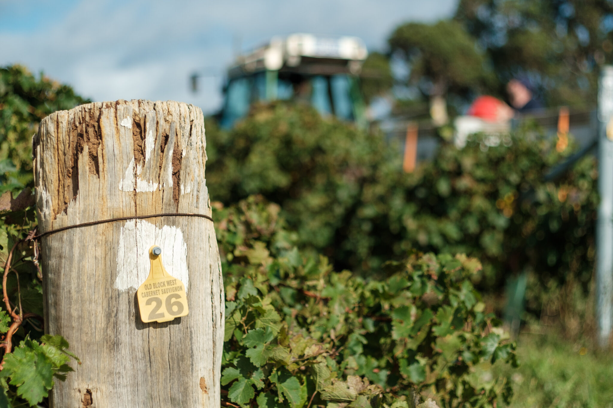 Blurred shot of a vineyard