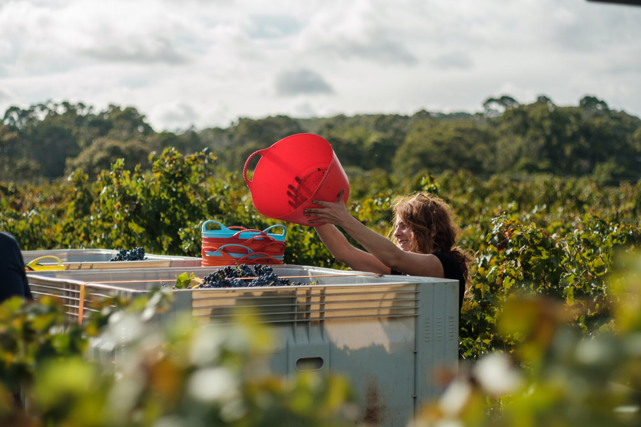 Worker loading grapes into a truck at the vineyard
