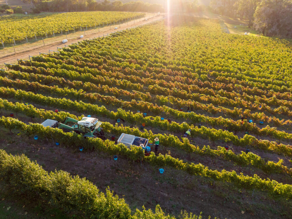 Moss Wood vineyard