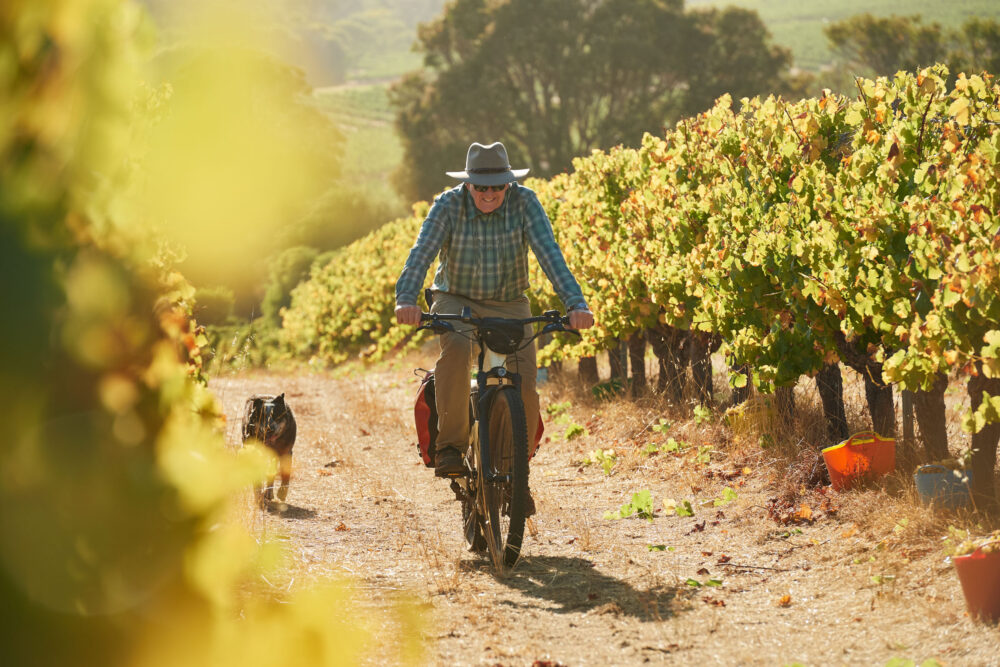 A man riding his bike through the Moss Wood Semillon vines.