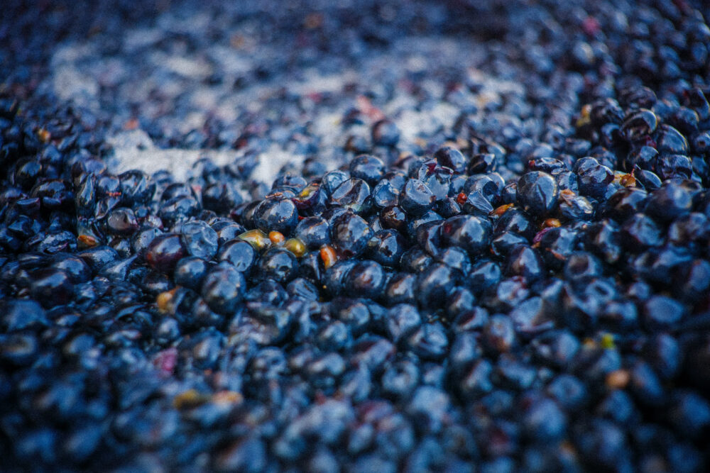 Close up image of Moss Wood Pinot Noir grapes.