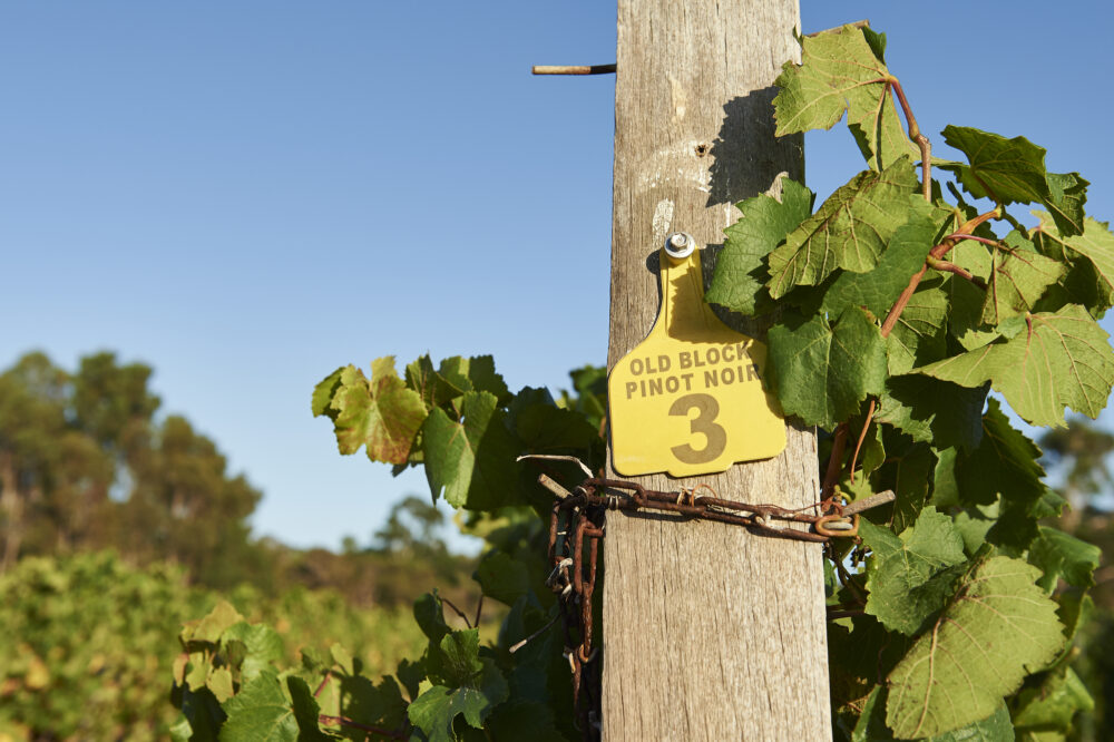 Moss Wood Pinot Noir vines