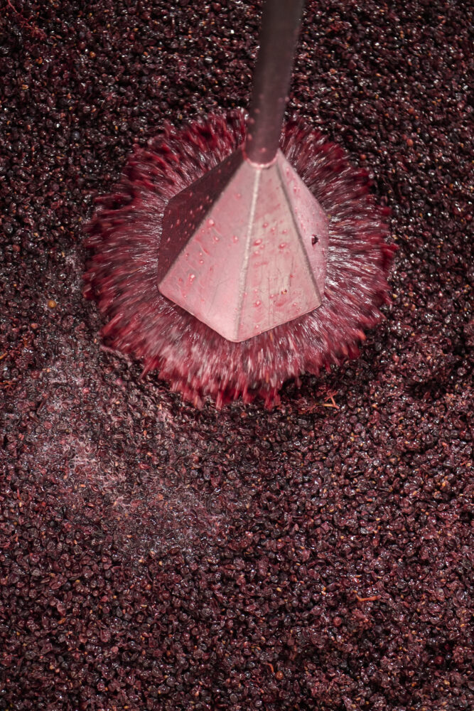 Pinot Noir grapes