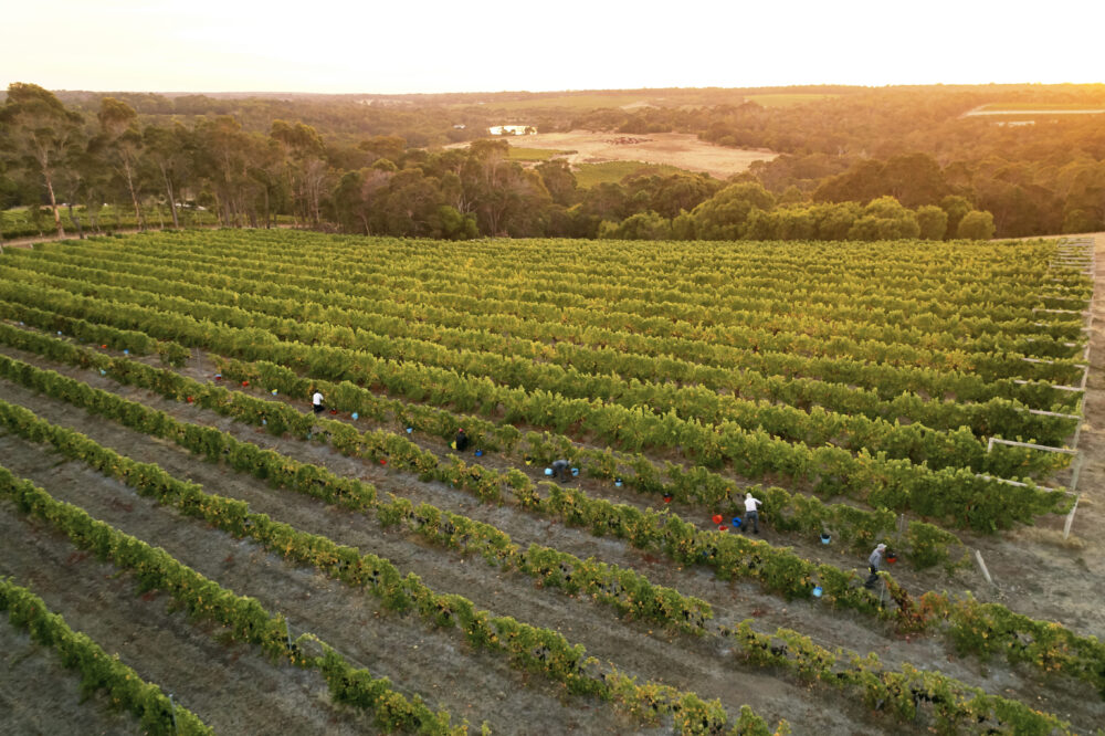 Picking Moss Wood Ribbon Vale Merlot