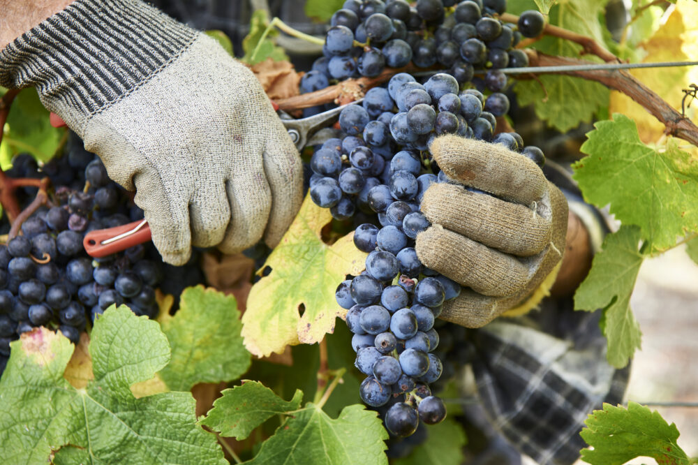 Moss Wood Ribbon Vale Merlot