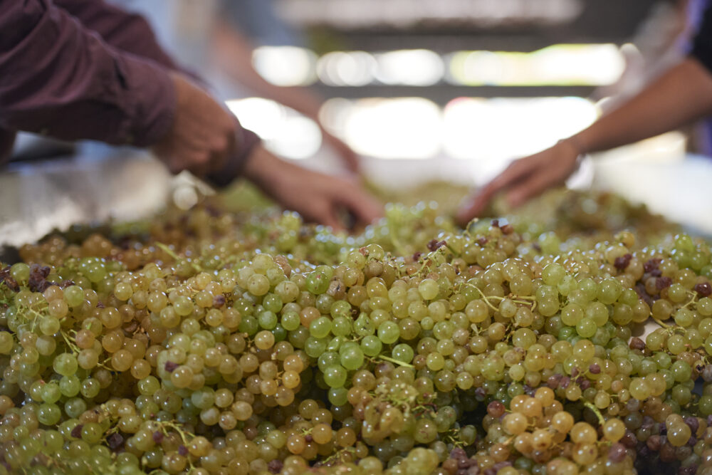 Moss Wood Semillon Vintage
