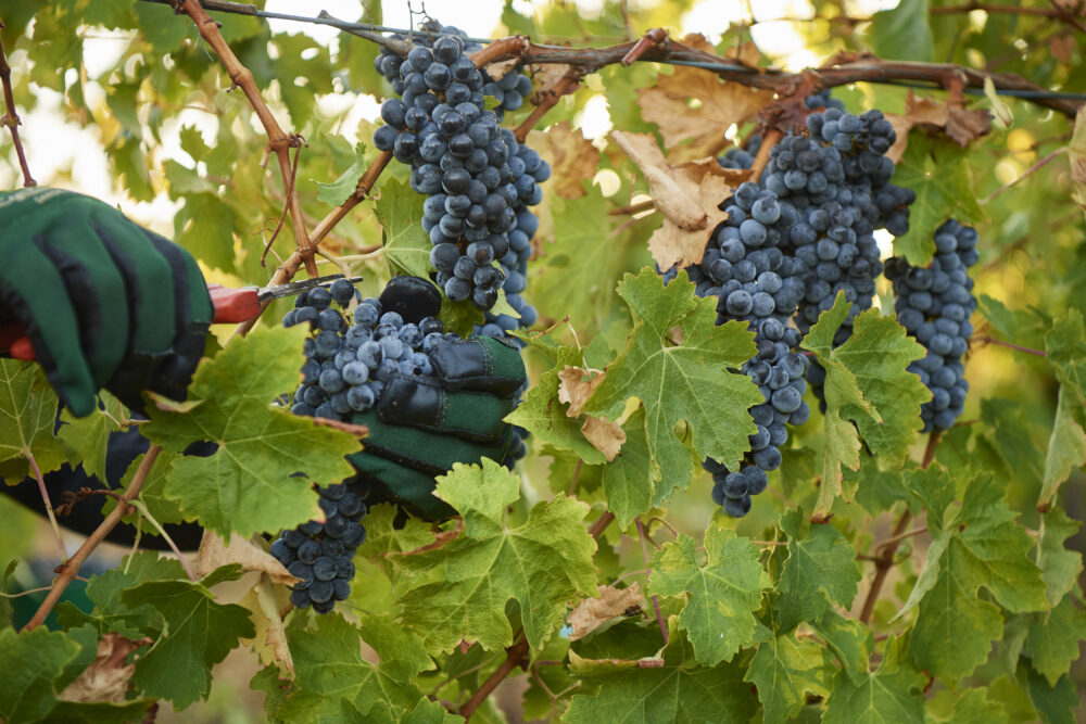 Moss Wood Ribbon Vale Cabernet Sauvignon
