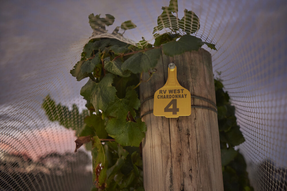 Moss Wood Chardonnay Vines under net