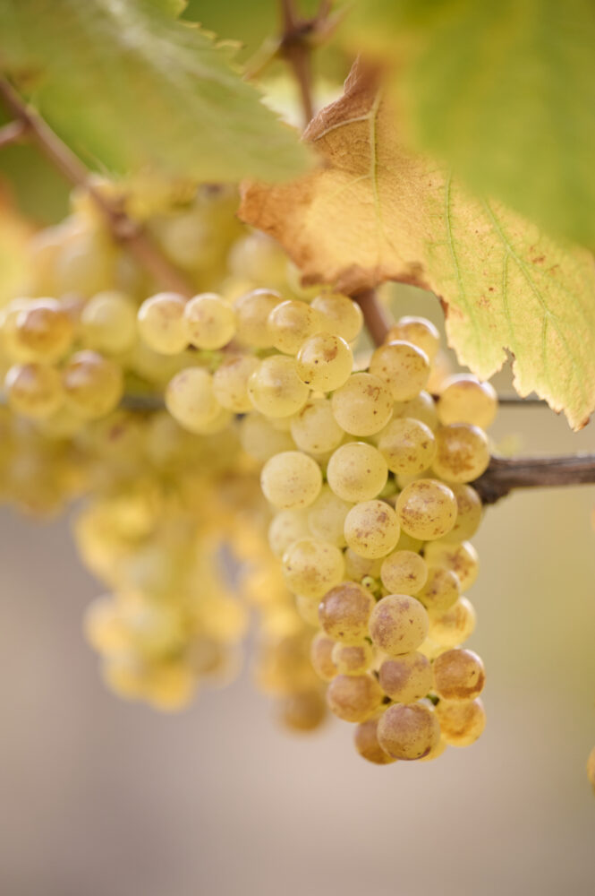 Grapes on the vine